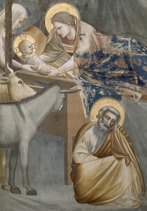Die Geburt Christi, Detail der Jungfrau und des Kindes, des Esels und Josephs, 1303-05 (nach der Restaurierung)