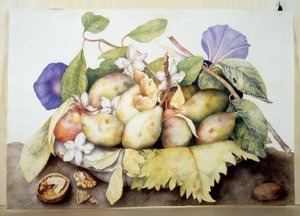Unbekanntes Bild von Giovanna Garzoni