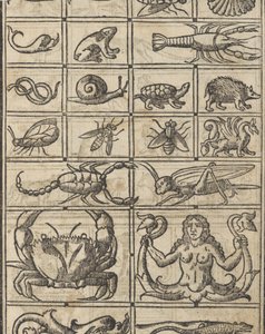 Essempio di recammi, Seite 11 recto, 1530 von Giovanni Antonio Tagliente