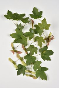 Campestre Acer/Landahorn/Kleiner Ahorn