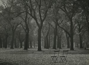 Herbstbäume im Hyde Park, London von Godfrey Macdominic