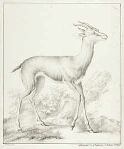 Antilope von Gottfried Engelmann