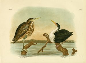 Australischer Rohrdommel, 1891