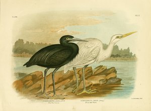 Blauer Riffreiher, 1891