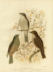 Harmonischer Würger oder Grauer Würger, 1891