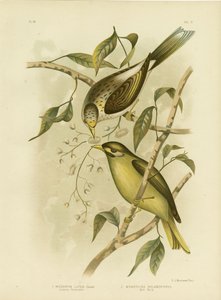 Gelbkehl-Honigfresser, 1891 von Gracius Broinowski