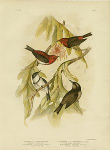 Sanguineous Honigfresser, 1891