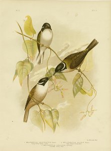 Starkschwänziger Honigfresser, 1891