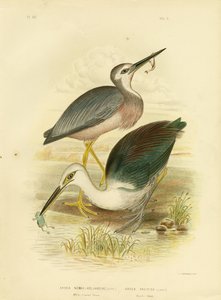 Weißgesichtreiher, 1891
