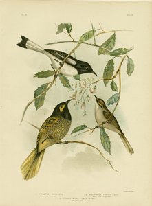 Gelbgesicht-Honigfresser, 1891
