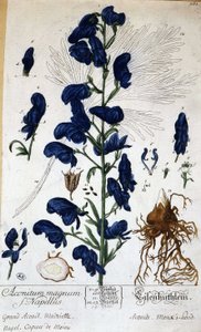 Großer Eisenhut, Mönchskappe (Aconitum magnum) - in „Animierte Blumen“ von Grandville, n.d. 19. Jahrhundert von Grandville