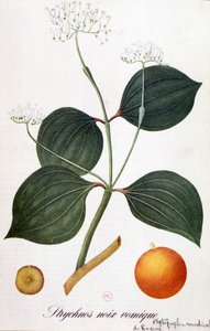 Blatt, Blumen und Früchte von Strychnos (Brechnuss) - in „Animierte Blumen“ von Grandville, 19. Jahrhundert von Grandville