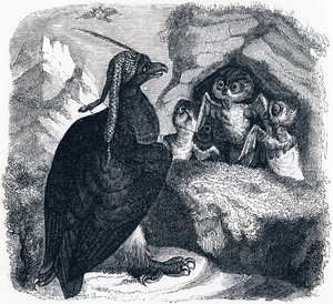 Der Adler und die Eule, Illustration aus 