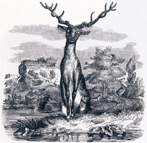Der Hirsch, der sich im Wasser betrachtet - Fabeln von La Fontaine von Grandville
