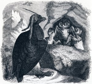 Der Adler und die Eule von Grandville