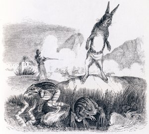 Der Hase und die Frösche von Grandville