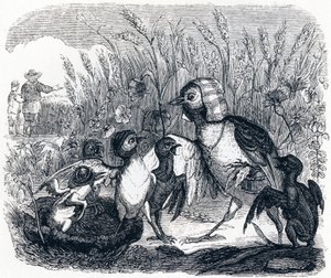 Die Lerche und ihre Jungen, mit dem Besitzer eines Feldes - Fabeln von La Fontaine von Grandville