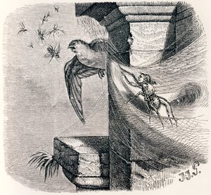 Die Spinne und die Schwalbe - Fabeln von La Fontaine