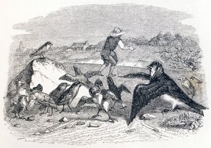 Die Schwalbe und die kleinen Vögel - Fabeln von La Fontaine von Grandville