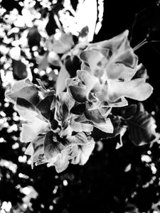 Blume Nr. 13