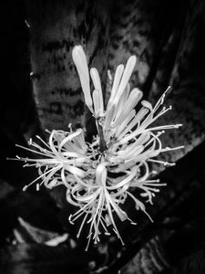 Blume Nr. 22, 2025