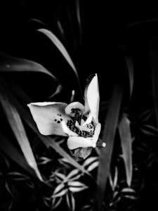 Blume Nr. 32