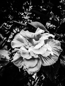 Blume Nr. 39, 2025