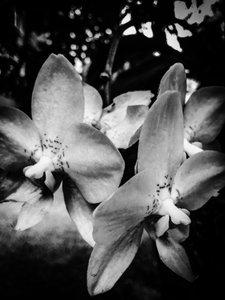 Blume Nr. 3, 2025