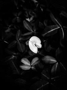 Blume Nr. 40