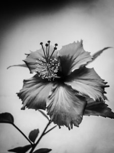 Blume Nr. 42