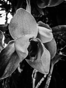 Blume Nr. 43