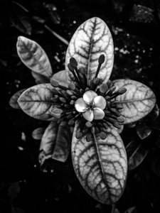 Blume Nr. 45