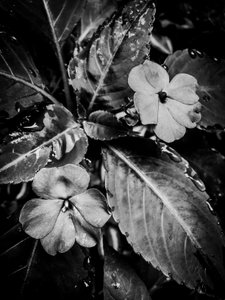 Blume Nr. 46