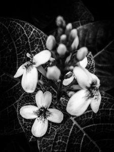 Blume Nr. 48
