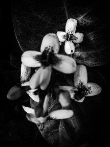 Blume Nr. 49