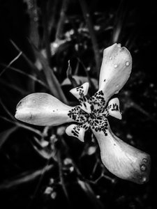 Blume Nr. 53