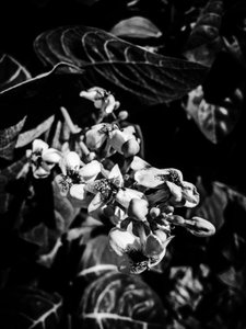 Blume Nr. 6, 2025