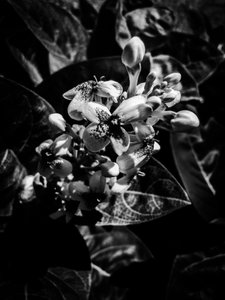 Blume Nr. 7, 2025