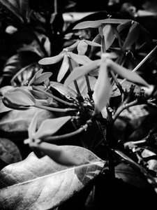 Blume Nr. 8, 2025