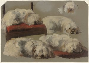 Studien eines weißen Schoßhundes
