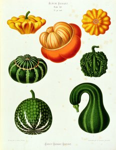 Zucchini: aus dem "Album Benary" Tab. XV