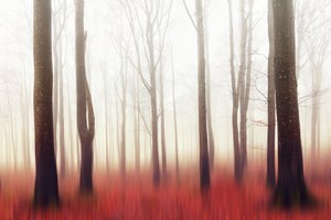 Träumender Roter Wald