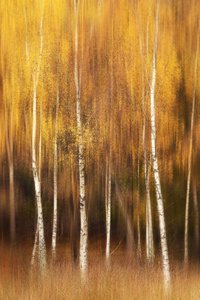Goldener Birkenwald von Gustav Davidsson