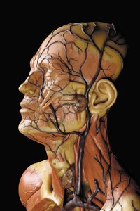 (Detail) eines männlichen anatomischen Écorché-Modells, das Muskeln, Arterien und Venen, den Kreislauf und das Nervensystem zeigt
