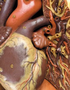 (Detail) eines männlichen anatomischen Écorché-Modells, das Muskeln, Arterien und Venen, den Kreislauf und das Nervensystem zeigt