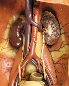 Detail eines männlichen anatomischen Écorché-Modells, das Muskeln, Arterien und Venen, den Kreislauf und das Nervensystem zeigt (Detail)
