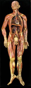 Männliches anatomisches Ecorche-Modell, das Muskeln, Arterien und Venen, den Kreislauf und das Nervensystem zeigt