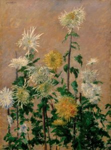 Weiße und gelbe Chrysanthemen