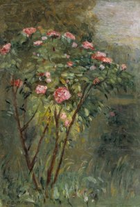 Le rosier