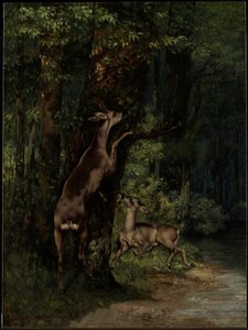 Hirsche im Wald